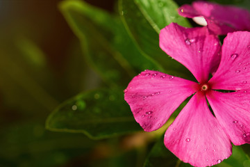 morning dew drops on sun light