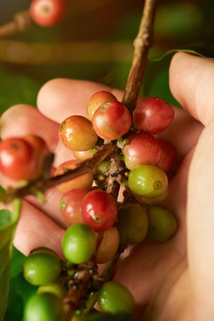 Coffee branch in farmer hand