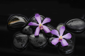 Obraz na płótnie Canvas Macro of two orchid on wet black stones 