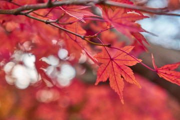 Colorful leave and tree in autumn season. Picture in Deep red tone.