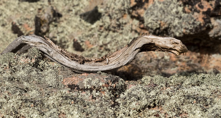 The Snake - A macro of a tree root on lichen covered rocks that looks like a snake