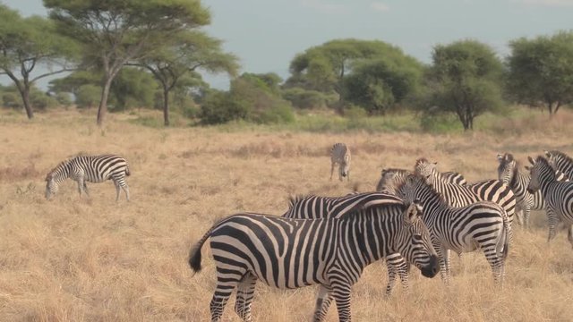 CLOSE UP: Wild zebras playing and running on plain field in African savannah
