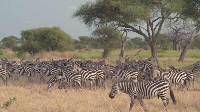 CLOSE UP: Wild zebras chilling out in the shade of acacia trees in hot savannah