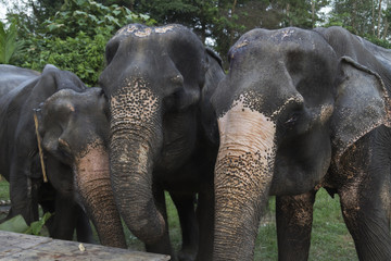 Fototapeta premium Three elephants