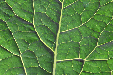 broccoli leaf vein background #2