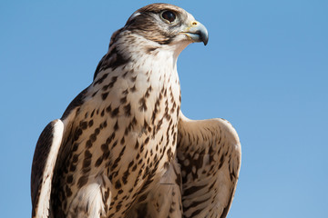 Male saker falcon (Falco cherrug) with his prey after a desert falconry show in Dubai Desert Conservation Centre. Dubai, UAE.