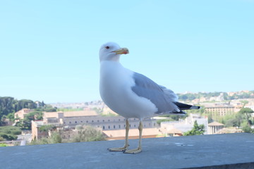 bird standing