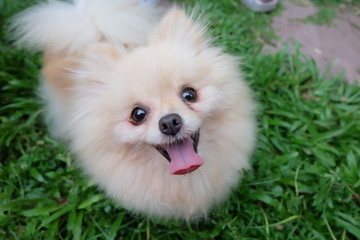 smiling dog