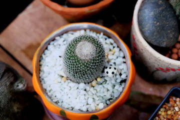 Cactus
