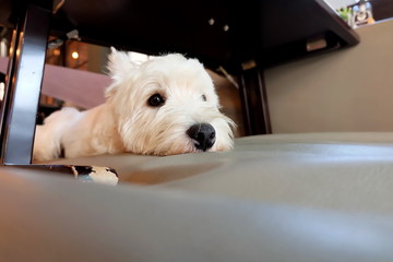 West Highland White Terrier dog