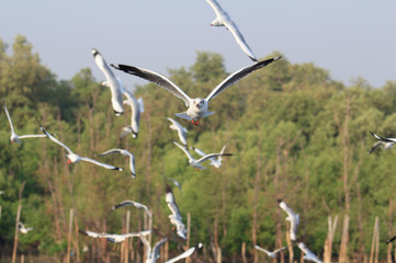seagull flying on the sky at the sea