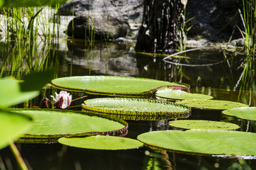 Lily pad