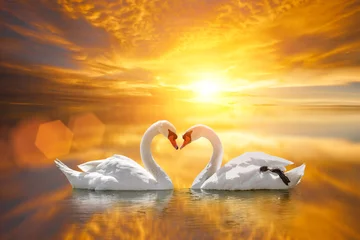 Keuken foto achterwand Zwaan mooie witte zwaan in hartvorm op meerzonsondergang. Liefdevogelconcept