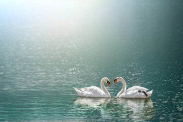 beau cygne blanc en forme de coeur sur le lac en lumière flare .Love bird et concept de la Saint-Valentin