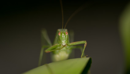 Katydid