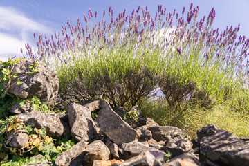 Looking up at the silhouette of a flowering lavender plant on a terrace on the island of Hvar in Croatia.