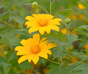 Mexican sunflower (Tithonia diversifolia) is a species of flower