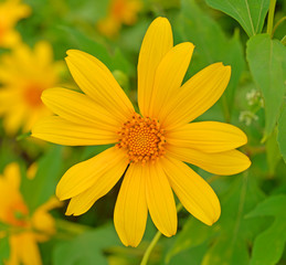 Mexican sunflower (Tithonia diversifolia) is a species of flower