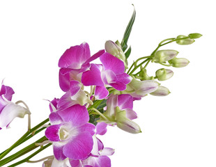 Pink Orchid on a white background
