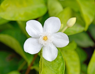 Wrightia antidysenterica flower, Inda flower