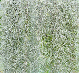 Spanish Moss background (Tillandsia usneoides)