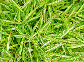 Phai Cheen , Phai darng.(Arundinaria suberecta Munro).