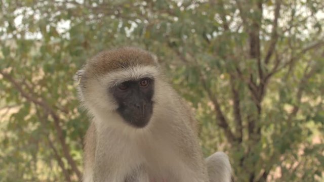 CLOSE UP: African vervet monkey sitting on wooden fence watching to steal food