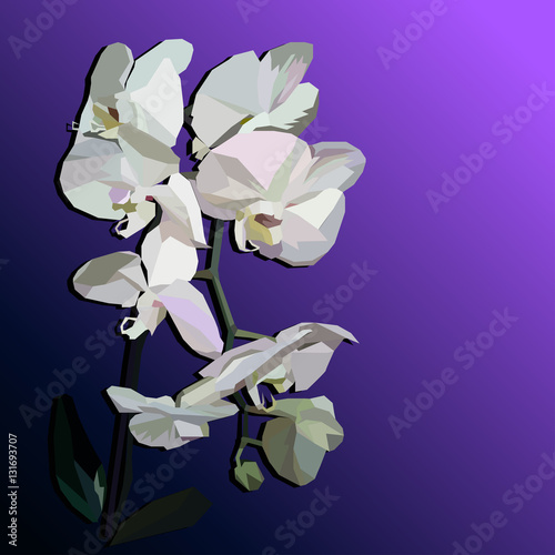 "A vector white orchid" Stock image and royalty-free vector files on