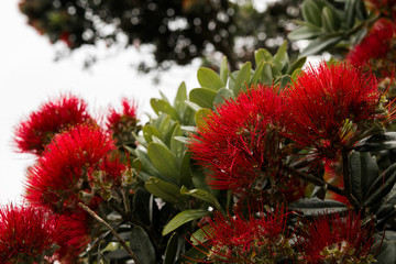 Pohutukawa flower