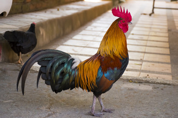A colorful cock is walking on the floor. © Nuttapong