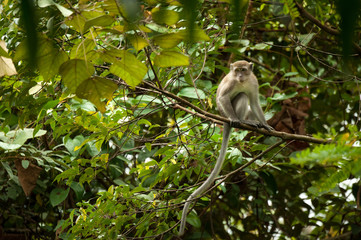 Monkeys checking for fleas and ticks on concrete fence in the pa