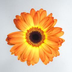 Beautiful orange chrysanthemum on white background.