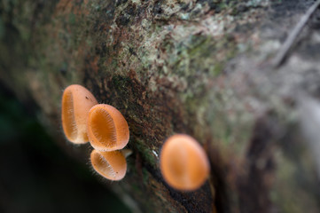 Mushrooms orange fungi cup (Cookeina sulcipes (Berk.) Kuntze.) o