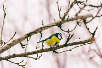 young bird chickadee with blue feathers on a tree branch. tinted photo