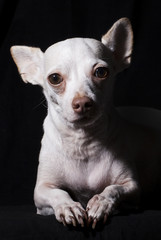 Chihuahua Portrait