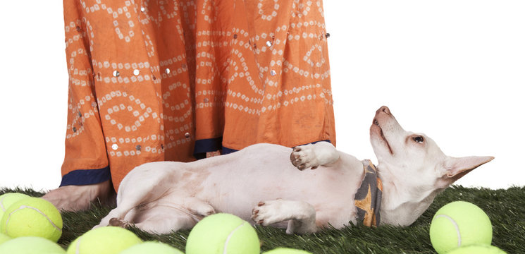 Chihuahua Tennis balls