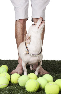 Chihuahua Tennis balls