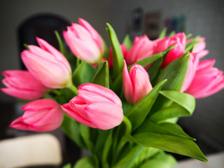 bouquet of beautiful pale pink tulips