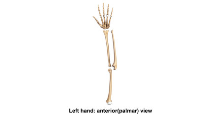 Left Hand full anterior(palmer) view