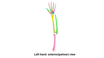 Left Hand full anterior(palmer) view