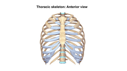 Thoracic Skeleton Anterior view
