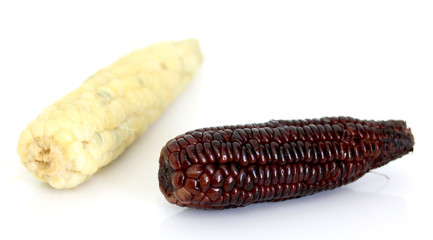 Corn on white background