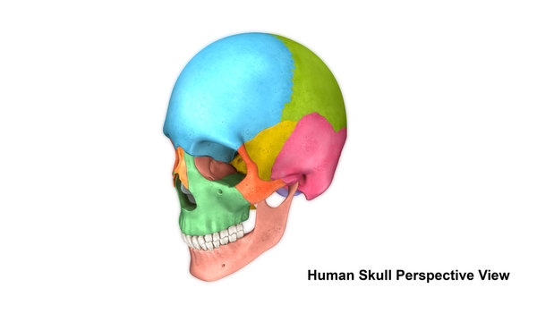 Human Skull_Perspective view
