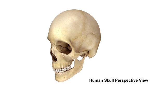 Human Skull_Perspective view