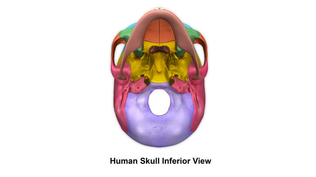 Human Skull_Inferior view.