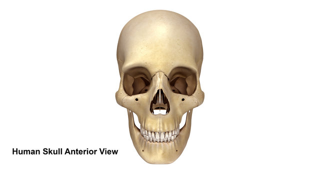 Human Skull_Anterior view