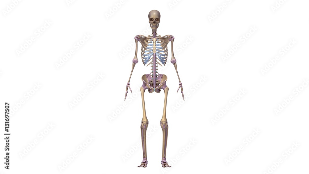 Wall mural Skeleton with ligaments