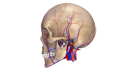 Skull with blood vessels lateral view
