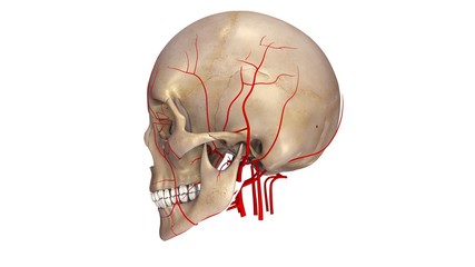 Skull with Arteries lateral view