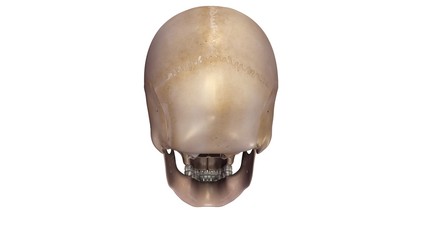 Human Skull